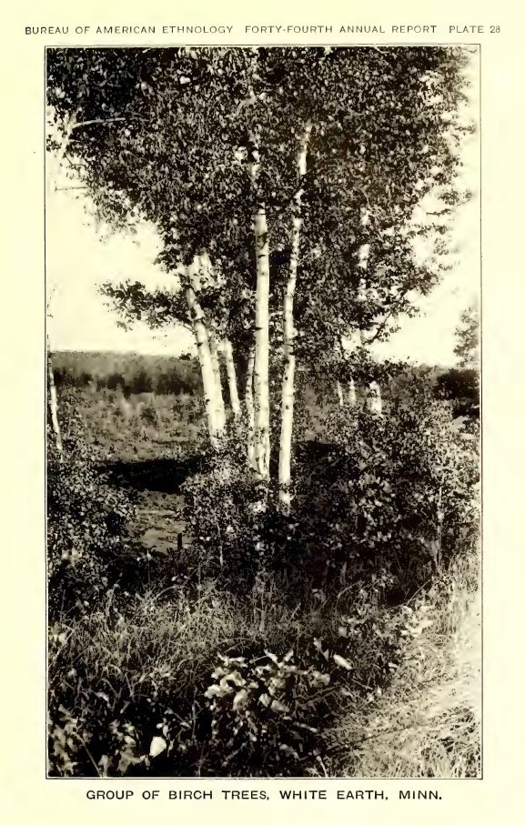 Plate 28: Group of birch trees, White Earth, Minn.