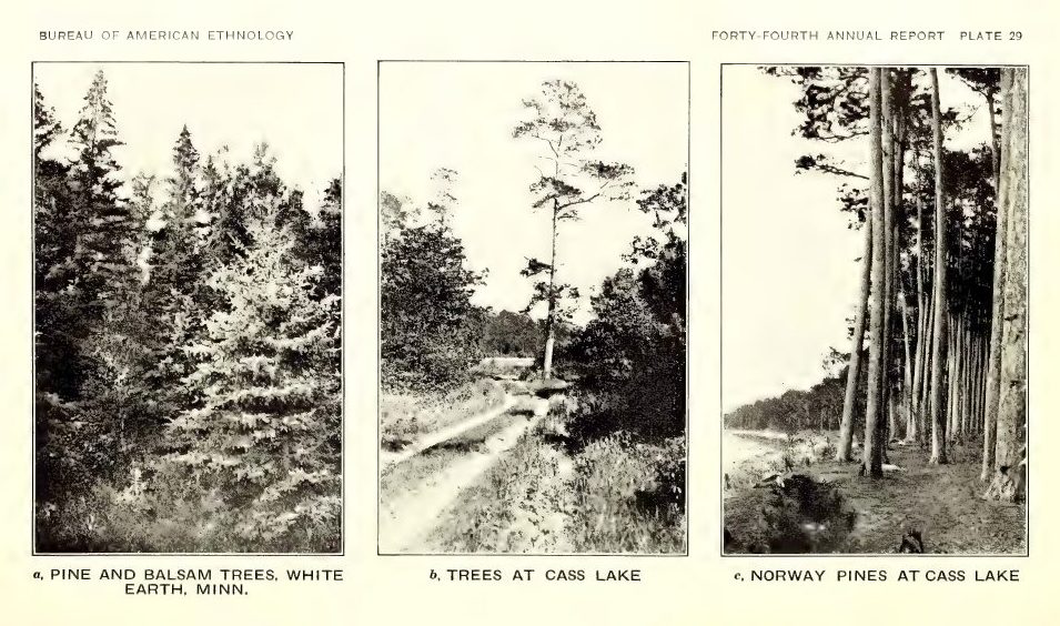 Plate 29: a, Pine and balsam trees, White Earth, Minn.; b, Trees at Cass Lake; c, Norway pines at Cass Lake