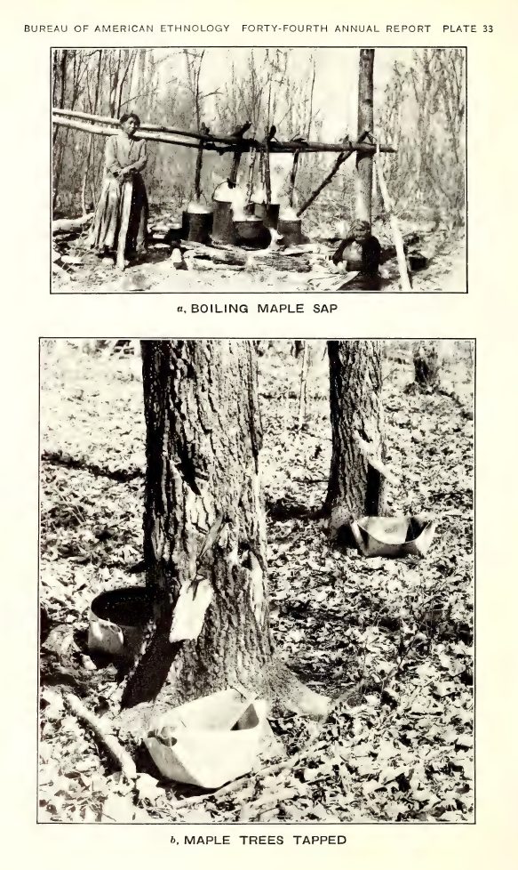 Plate 33: a, Boiling maple sap; b, Maple trees tapped