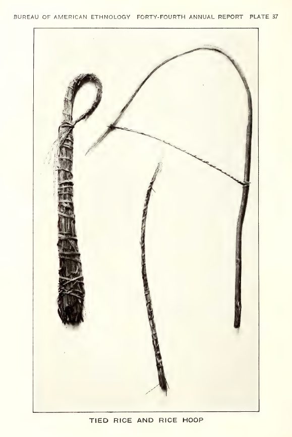 Plate 37: Tied rice and rice hoop