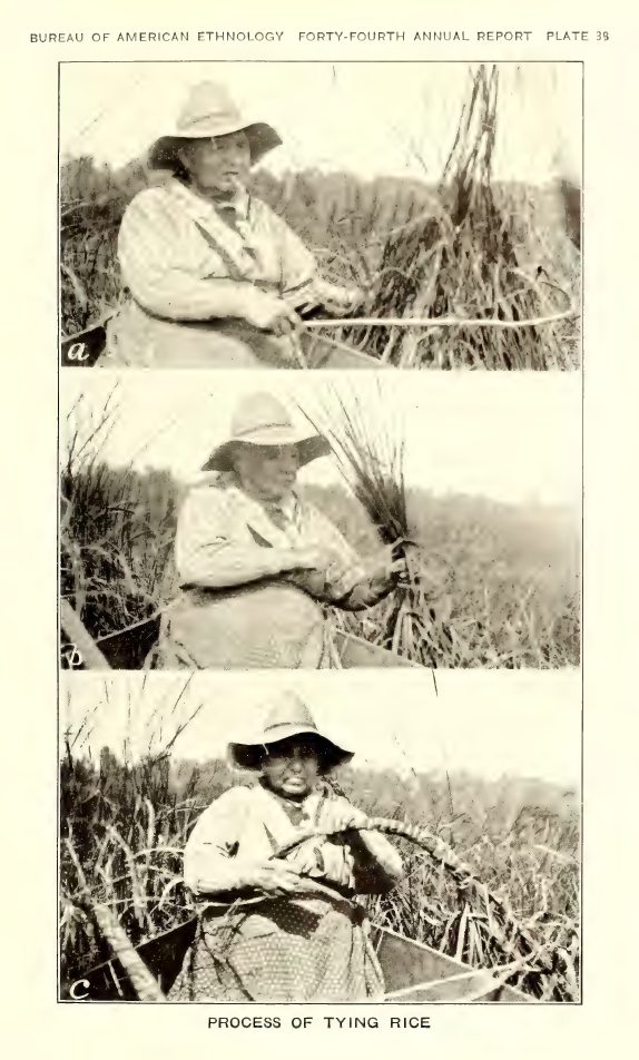 Plate 38: Process of tying rice