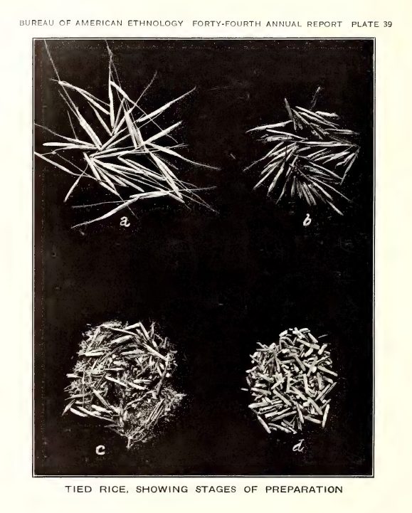 Plate 39: Tied rice, showing stages of preparation