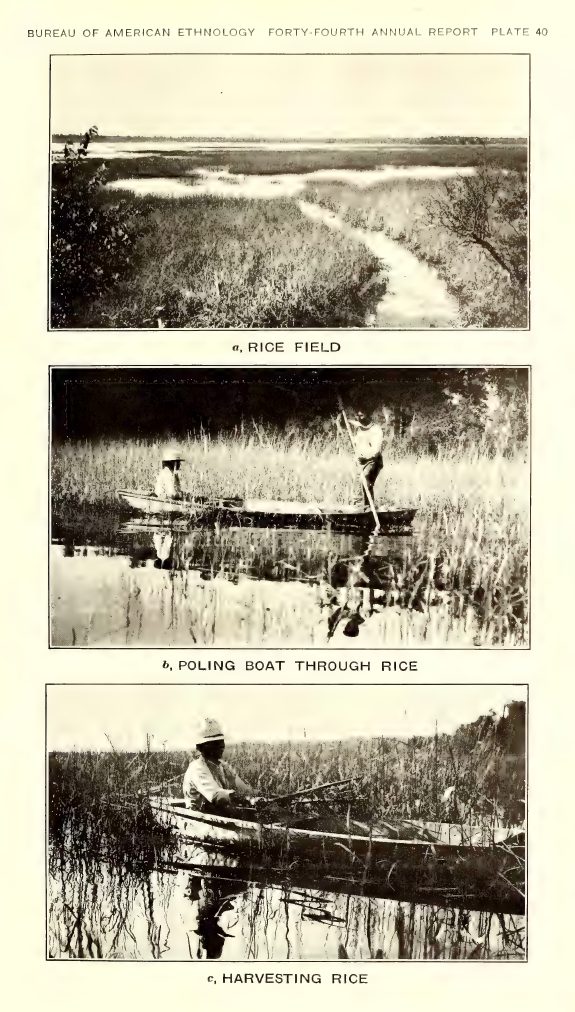Plate 40: a, Rice field; b, Poling boat through rice; c, Harvesting rice