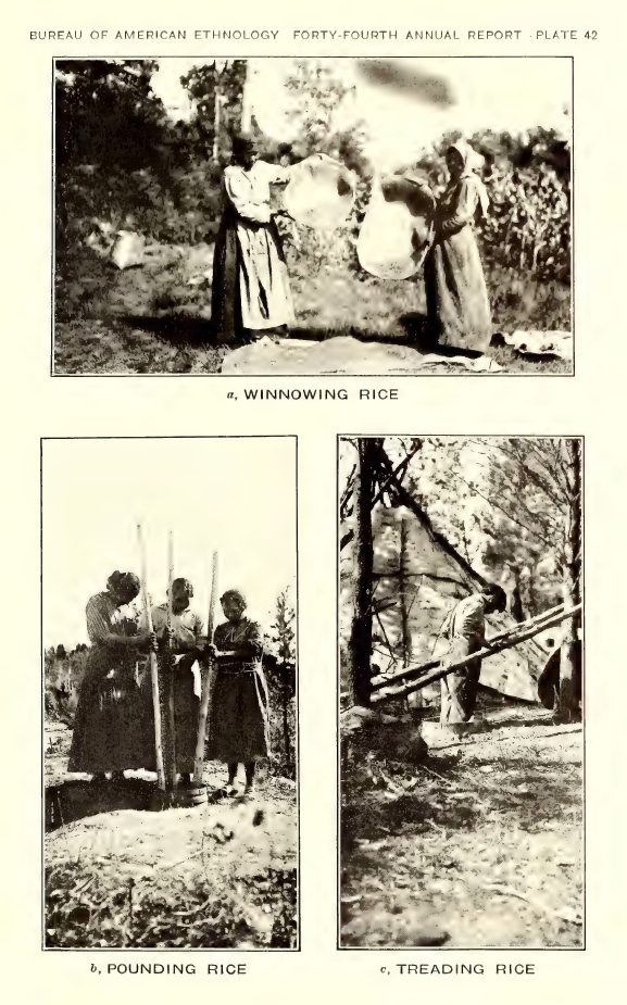Plate 42: a, Winnowing rice; b, Pounding rice; c, Treading rice