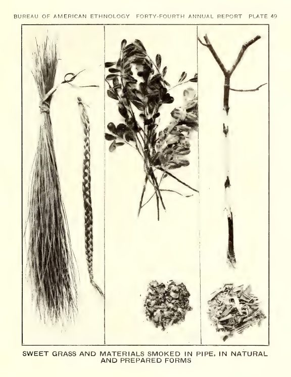 Plate 49: Sweet grass and materials smoked in pipe, in natural and prepared forms