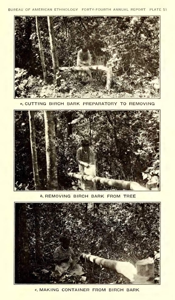 Plate 53: a, Cutting birch bark preparatory to removing; b, Removing birch bark from tree; c, Making container from birch bark
