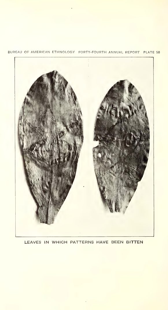 Plate 58: Leaves in which patterns have been bitten